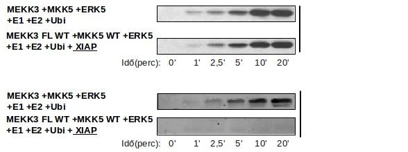 Ábra MEKK3 ubikvitináció hatása az ERK5 és JNK MAPK modulra (a) Rekombináns, tisztított MBP-MEKK3 a XIAP ubikvitin E3