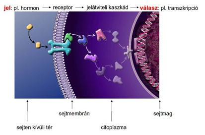 sejtmag jel receptor jelátviteli kaszkád válasz citoplazma GPCR-ek Hormonok, neurotranszmitterek Közvetlen visszacsatolás (foszforiláció) Cdc42 MKP1?