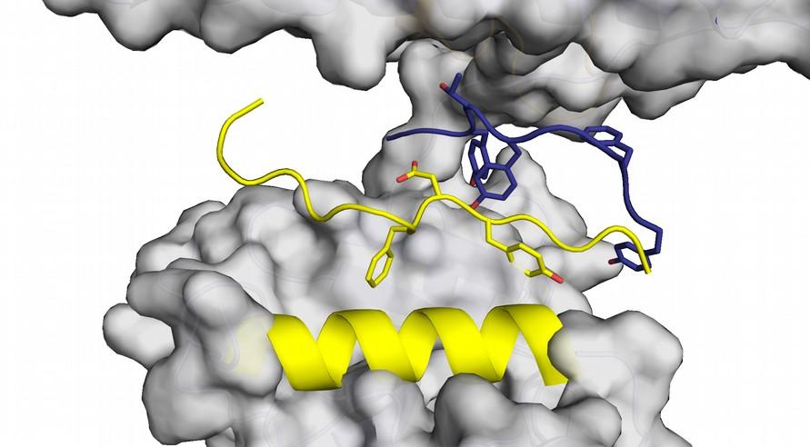 képest (Yang et al. 2002).