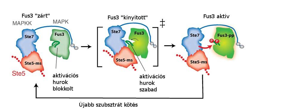 5. Diszkusszió 5.1. MAPK vázfehérjék: Ste5 vs. JIP1 A Ste5 élesztő vázfehérjére vonatkozó mechanisztikus munkánkat szerettük volna kiterjeszteni a JIP1 humán vázfehérjére is.