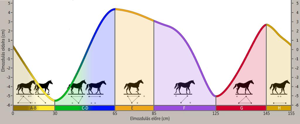 EREDMÉNYEK Képi ábrázolás és fázisazonosítás A lovasterápia kulcsát a lépő ló mozgása képzi, mely a lovas medencéjén keresztül áttevődik és a járásnak megfelelő elmozdulást hoz létre.