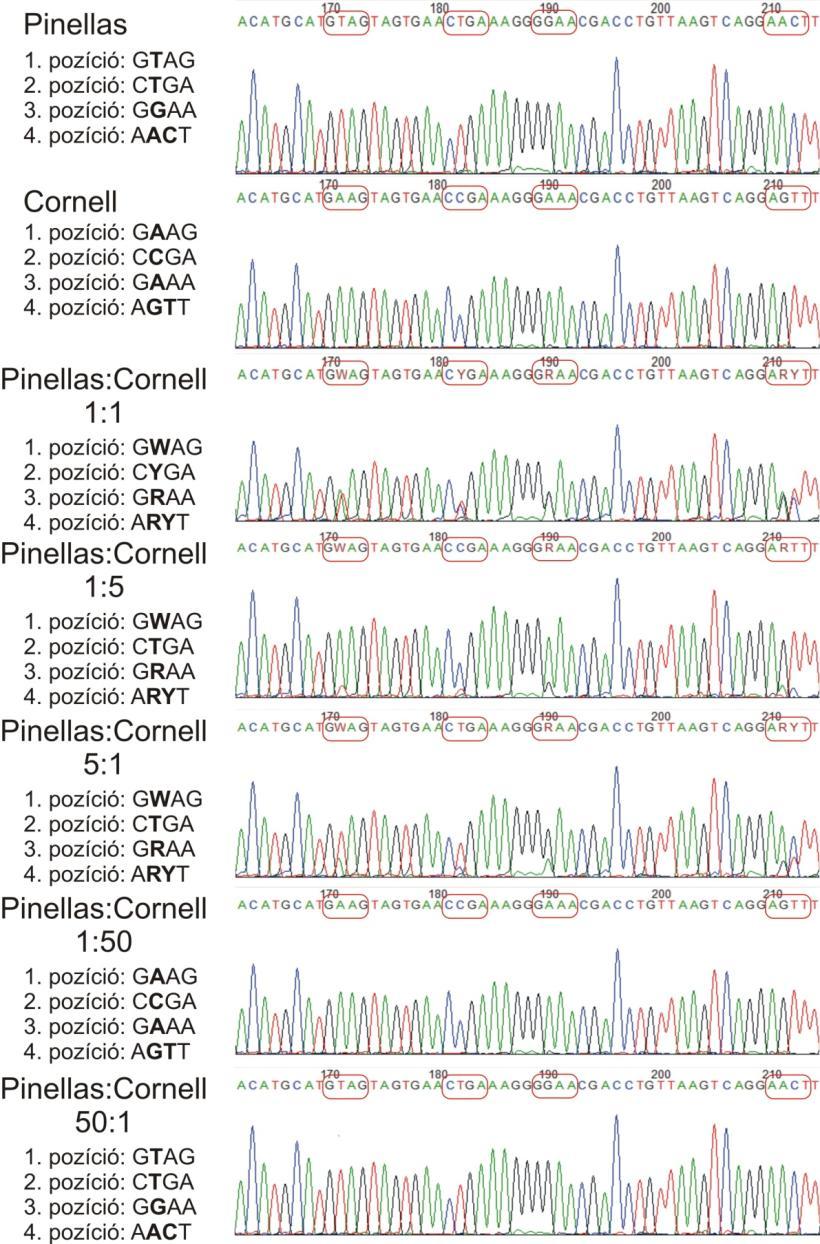 11. ábra. A Dehalococcoides sp. Pinellas és Cornell alcsoportok DNS keverékeinek bázissorrend meghatározás eredménye. 100% Pinellas, 100% Cornell, illetve 1:1, 1:5, 5:1, 1:50 és 50:1 keverékek.