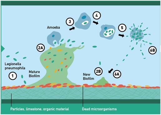 A Legionella jelenlétének közegészségügyi kockázata Szaporodási feltételek mesterséges környezetekben: - Vizes környezet, tápanyag, megfelelő