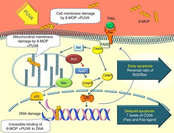 Az UVA-val fotoaktivált 8-MOP hatásai DNS - keresztkötés apoptózis indukció