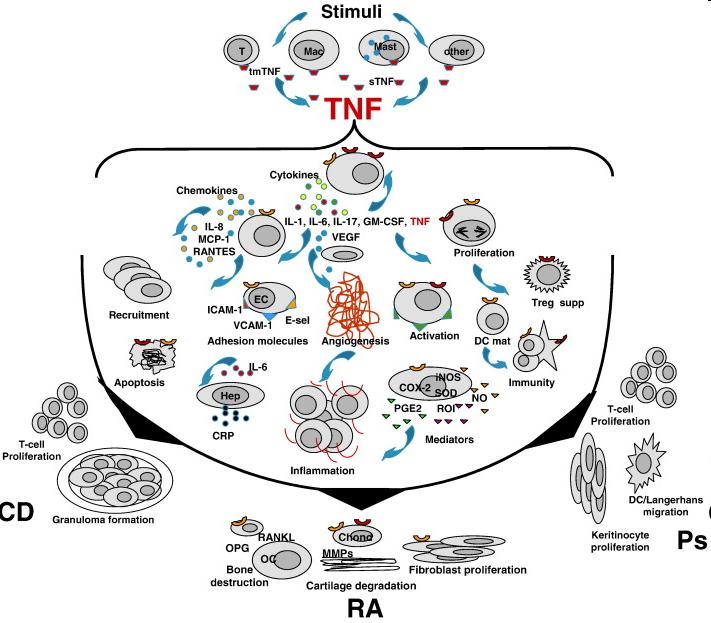 A TNF szerepe az RA, CD és Ps patofiziológiájában