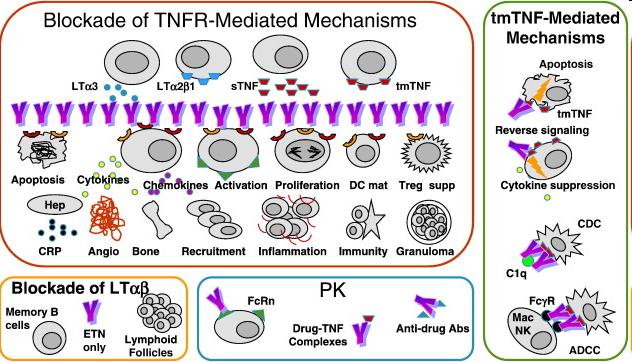 A TNF antagonisták hatásmechanizmusa Tracy