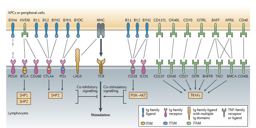 Mélyülő szakértelem a ko-stimulációs utak modulálásában az autoimmun és daganatos betegségek