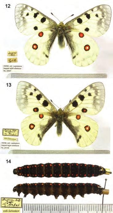 260 Bálint Zs., Takáts K. & Katona G. Érdekes még a bánáti Nadrág helységből származó adat. Innen egy lepke és egy hernyó példány származik (12 14. ábra).