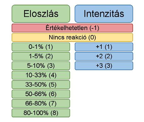 1. ábra. A TMA-modul szoftverben alkalmazott beállítások a tumorok immunhisztokémiai reakcióinak értékelésére: 0-8 skálán az eloszlás, 0-3 skálán az intenzitás került rögzítésre.