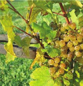 Sauvignon blanc, Sankt Laurent NUMEN* Zöld