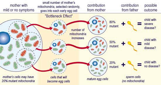8. Az mtdns replikatíven szegregálódik: heteroplazmikus sejt esetén többszöri sejtosztódás után