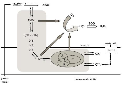 Mitokondriális ROS képződés A mitokondrium patológiás körülmények között (pl.