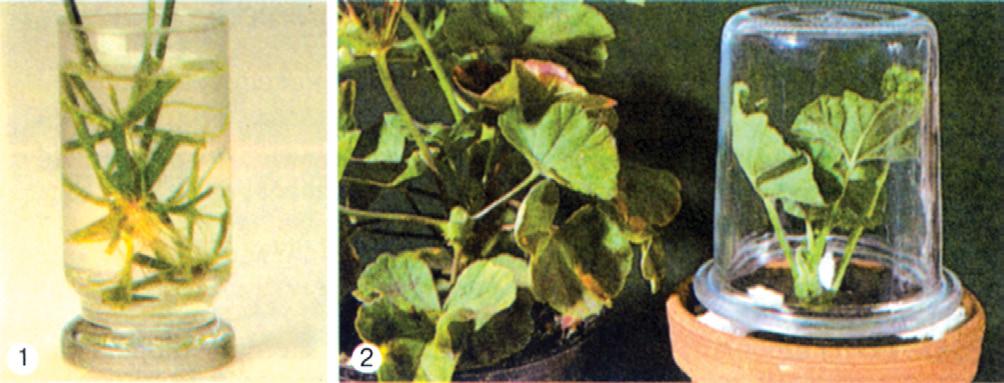 92. ábra. Szobanövények szaporítása levéldugvánnyal (1) és szárdugvánnyal (2) 20 cm-es darabokra vágják. A gyökérdugványokon járulékos rügyek képződnek.