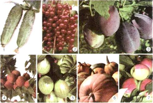115. ábra. Nedvdús termések: kabaktermés (1, 6), bogyótermés (2,5), csonthéjtermés (3, 4), almatermés (7) zük (115. 1, 6 ábra). Ennek a belső és a középső termésfala húsos, a külső pedig kemény.