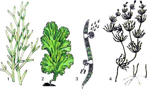 133. ábra. Többsejtű zöldmoszatok: 1 Cladophora; 2 Ulva; 3 Ulotrix; 4 Chara deződve mintegy 10 cm hosszú fonalat alkotnak.