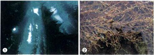 138. ábra. Laminária (1) és Sargassum (2) A Sargassum nemzetségbe tartozó barnamoszatfajok (138. ábra) 0,5 2 m magas bokrokra emlékeztetnek.