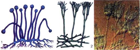 A penicillium vagy ecsetpenész (204. 2 ábra) sűrűn elágazó, válaszfalakkal külön sejtekre osztott fonalakból áll.