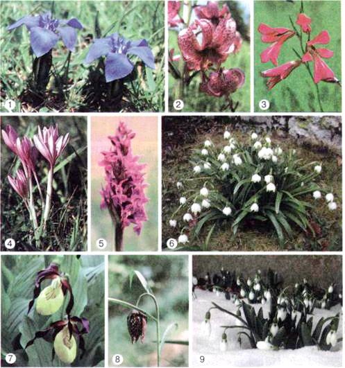 233. ábra. Ukrajna Vörös Könyvébe bejegyzett növények: szártalan tárnics (1), Turbánliliom (2), kardvirág (Gladiolus italicus Mill.