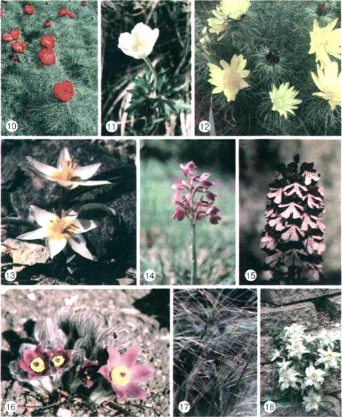 krími bazsarózsa (10), szellőrózsa (11), tavaszi hérics (12), kétvirágú tulipán (Tulipa biflora)