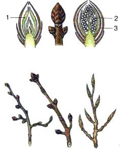 A B vegetatív rügy hárs juhar generatív rügy nyár 53. ábra. A rügy felépítése (A): 1 levélkezdemények; 2 virágkezdemények; 3 fedőpikkelyek. Különböző növények rügyei (B) szét szárkezdemény alkotja.