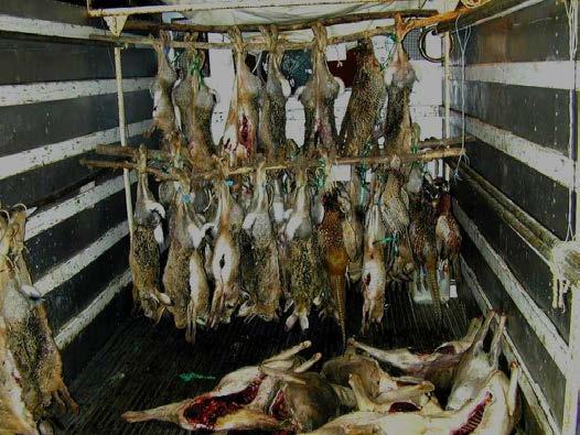 Élelmiszerhigiénia élelmiszer biztonság A vadhús és az általa jelentett potenciális veszélyek feltárása Dietetikai kérdések Egészséges táplálkozásban