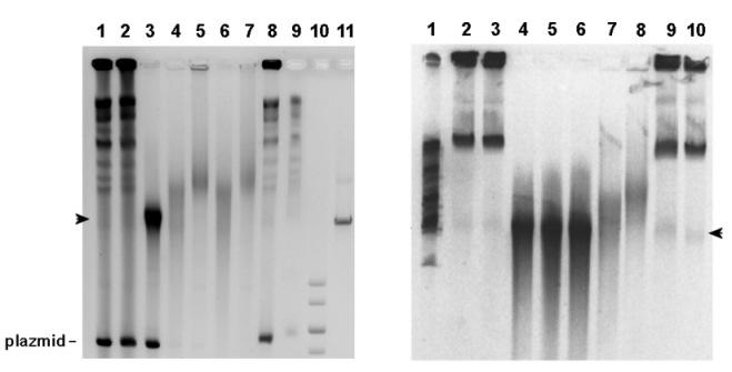 A B 50 kb 50 kb C denaturálás ds DNS S1 + denaturálás eltérő ss fragmentum méret 3. ábra: S1 nukleáz-emésztett és denaturált minták FIGE analízise. Az agarózba ágyazott S. cerevisiae (A), ill. S. pombe (B) DNS-t S1 nukleázzal emésztettük, és/vagy denaturáltuk alkalikusan vagy urea jelenlétében hővel.