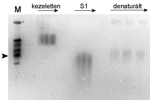 vizsgálatára. A 50 kb 50 kb XII. kromoszóma B 50 kb 8. ábra: Élesztő kromoszómák fragmentációs vizsgálata. A. Az agarózba ágyazott S.