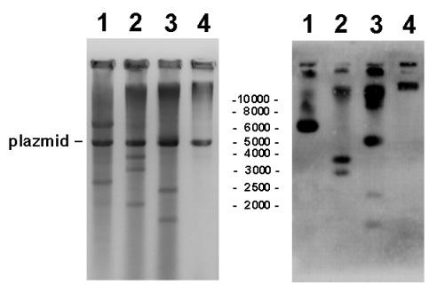 A B nincs jelölődés 25 S 5.8 S 18 S 5 S 25 S 16. ábra: RNS/DNS hibridek kimutatása S. cerevisiae rdns-ében Ab-Southern módszerrel. A. A bal oldali panel az EBr-festett agarózgélt mutatja.