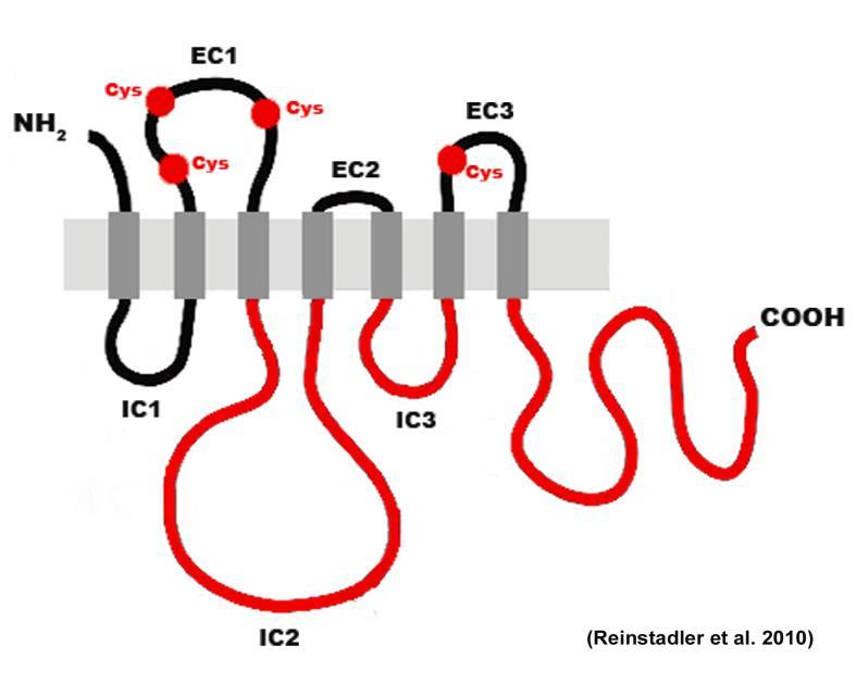 46 lisztharmat rezisztenciagént és 64 rezisztencia allélt azonosítottak (Moehler et al. 2013, McIntosh et al. 2012), de ezek nagy része már elveszítette hatékonyságát. Vadon termő árpa (H. vulgare L.