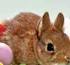 Minden ami a húsvéthoz szükséges! Csoki nyuszik, tojások, húsvéti meglepetések, kiegészítők, dísztárgyak óriási választékban!