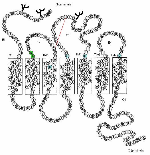 A humán Formil-Peptid-Receptor-Like1(FPRL1) receptort - mely mint később kiderült - lipoxin A2 révén is indukálható- eredetileg az utóbbi ligand alacsony affinitású receptoraként izolálták.