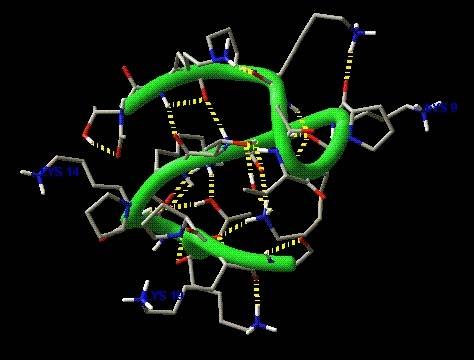 3.1. ábra: T 20 molekula modellezett térszerkezete( zöld=a molekula gerince, kék=a lizinek ε nitrogénje, sárga=h-hidak, piros=oxigénatomok) 3.1.2.4.