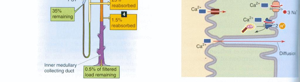 PTH által szabályozott Ca 2+ reabszorpció a disztális kanayarulatos csatorná (distal convoluted