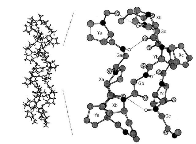A schematic drawing illustrating direct interchain hydrogen bonding between (Gly)NH
