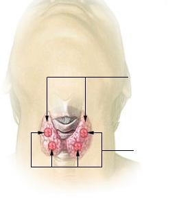 A pajzsmirigy és a mellékpajzsmirigy anatómiai lokalizációja pajzsmirigy lebenyei pajzsmirigy Mellékpajzsmirigyek (glandulae