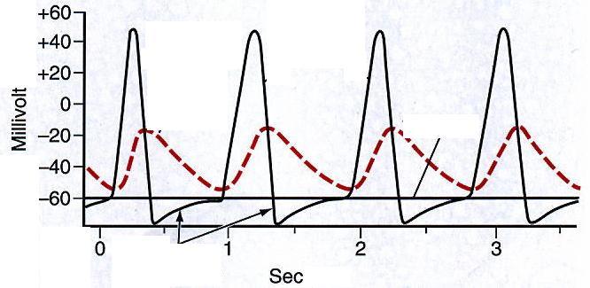 Ca-beáramlás (is) részt vesz: NEURON, SZÍVIZOM, SIMAIZOM Szívizom Na + Ca 2+ Pacemaker szövet Ca 2+ K + Na +