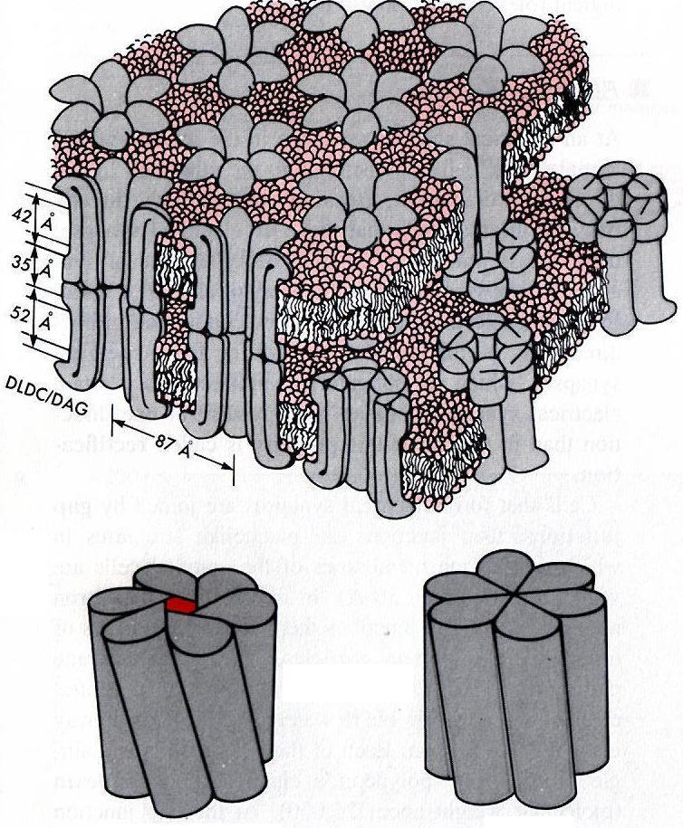 GAP JUNCTION: ELEKTROMOS SYNAPSIS Connexon= 6 connexin Kis synapticus rés Cytoplasmaticus folyamatosság Ionáram sejtről sejtre Nincs synapticus