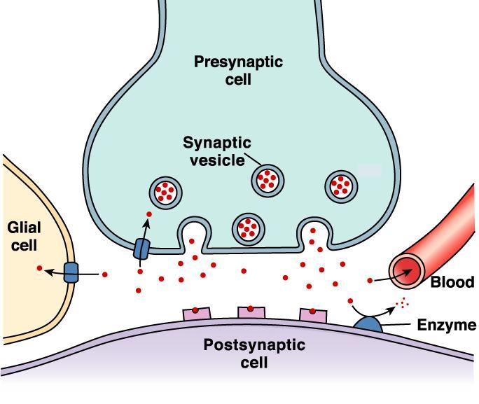 A FELSZABADULT TRANSZMITTER SORSA 1. Enzimatikus lebomlás a synapticus résben 2. Visszavétel / felvétel: - presynapticus terminál - gliasejt 3.