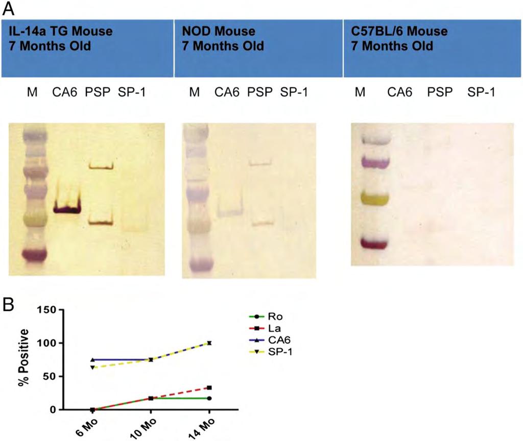 Korai biomarkerek IL-14A TG (alfa transgén egér) - Salivary protein 1 (Sp-1) - Parotid specific protein (PSP) - Carbonic anhydrase VI (CA6) - Mindegyik az exocrin mirigyekben
