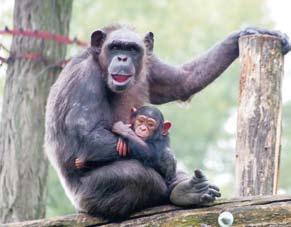 16 kombinált ajánlatok kombinált ajánlatok 17 KOMBINÁLT FÜRDŐJEGY KOMBINÁLT FÜRDŐJEGY plusz ZOO KOMBINÁLT JEGY ZOO KOMBINÁLT JEGY PLUSZ Magas ásványtartalmú gyógyvizes medencék, gyógy- és wellness