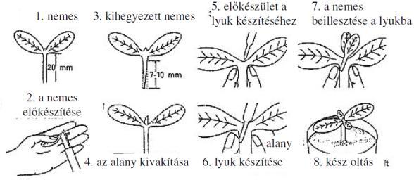 (oltócsipesz, oltóhüvely) inkubáció, oltásforradás (21-28 o C, 90%- rh) (átültetés) további nevelés (hurkapálcikázás) vadalás, nemes gyökereinek eltávolítása kiültetés Technológiában milyen