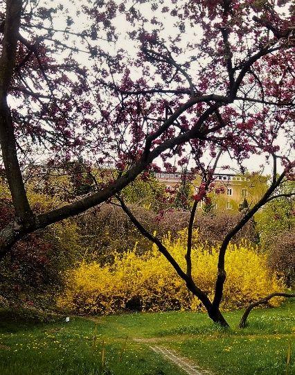 Az Arborétum egyik legnagyobb vonzereje a nárciszok és tulipánok tavaszi virágzása, de igen szép látvány a japán díszcseresznyefák és az orgonák virágzása is.