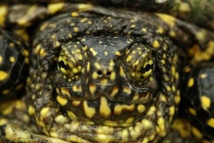 Legnagyobb számban a vizes élőhelyek (nyílt víz, nádas, láprét, patakpar) madarai vannak jelen: törpegém, szürke gém, kis vöcsök, tőkés réce,