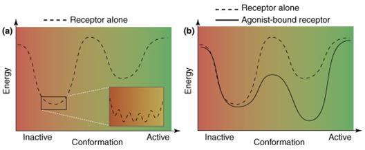 1. ábra GFKR elméleti energiaképe Kobilka és munkatársa szerint. (a) GFKR konformációs állapotai ligand hiányában. A receptor folyamatos átmenettel végtelen számú konformációt vehet fel.
