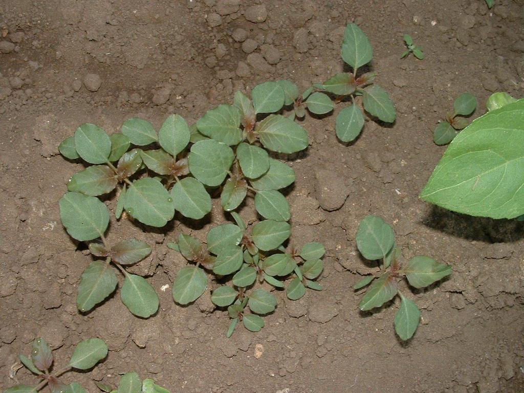 Amaranthus