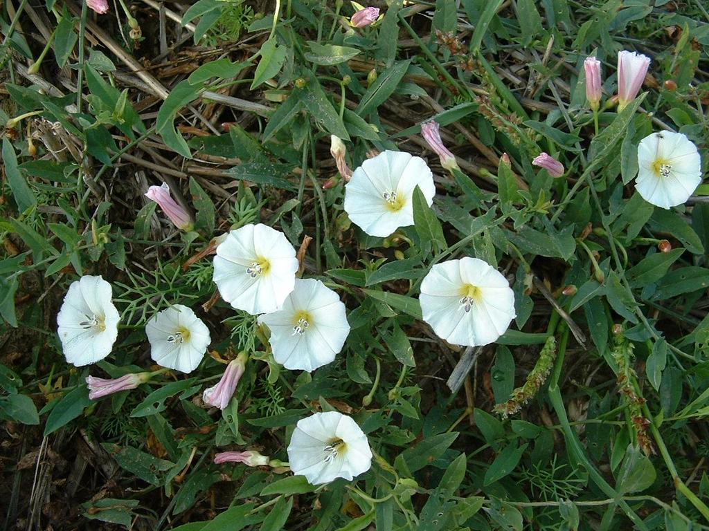 Convolvulus arvensis