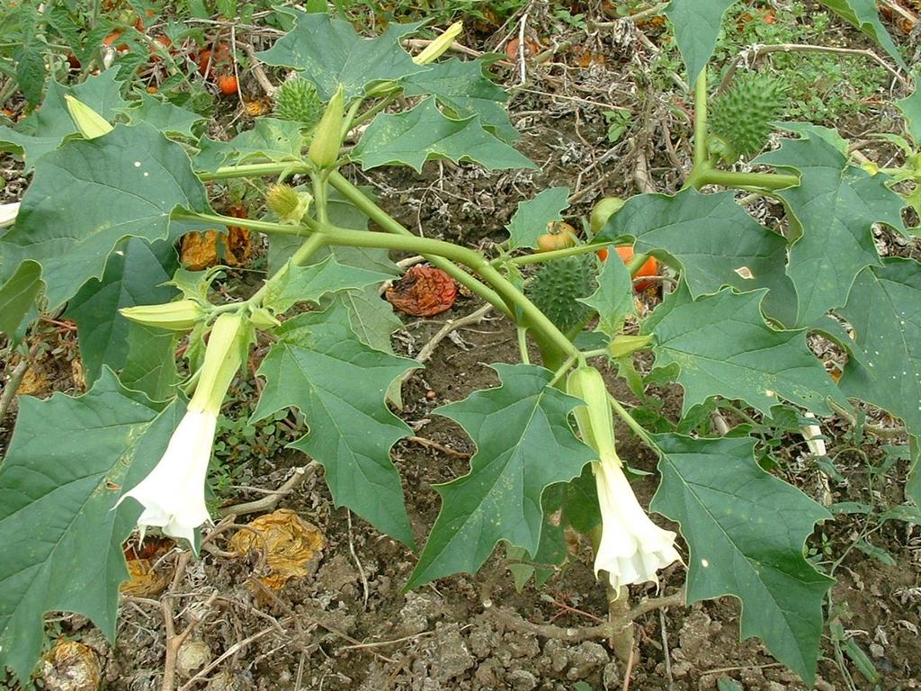 Datura stramonium