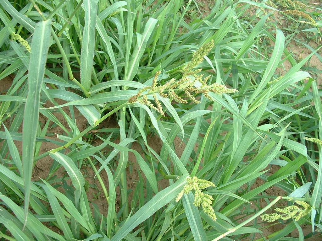 Echinochloa