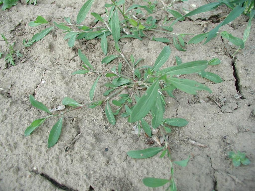 Polygonum