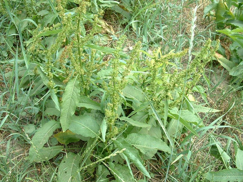 Rumex